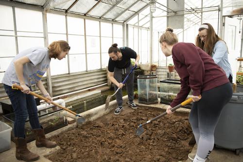 Biology students manage a bed of soil in the biology diversity greenhouse.