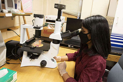 a student looks through a microscope at a small bottle 