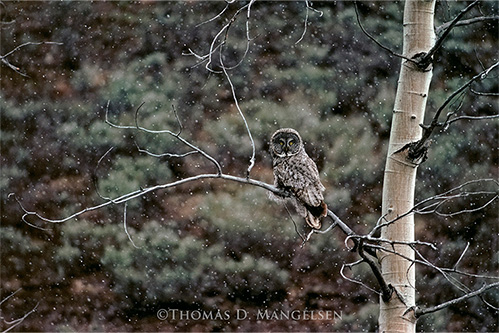 A picture of an owl during the snow by Thomas Mangelsen.