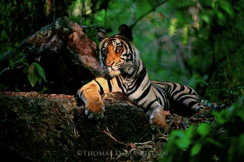 Thomas D. Mangelsen, LIGHT IN THE FOREST, 1998 © capturing a Bengal tiger