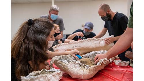 Southeast students clean dinosaur fossils.