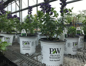 Southeast s Charles Hutson Greenhouse Earns Proven Winners Certification