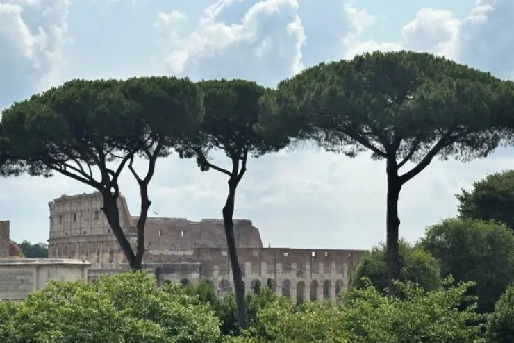 Three slender tall trees in front of the Colosseum in Rome