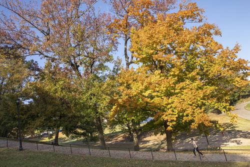 A student begins their walk up Cardiac Hill as colorful leaves begin to fall.