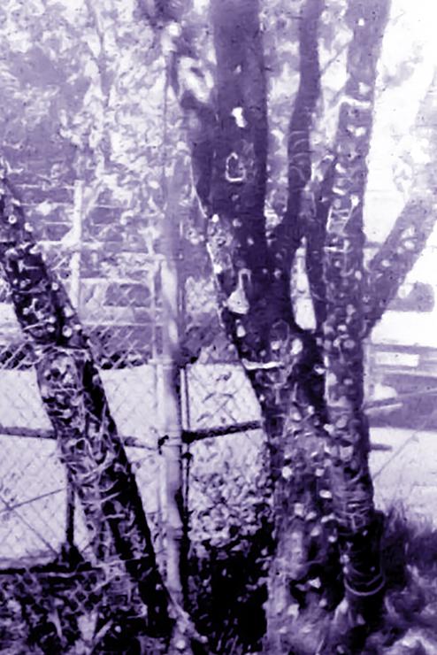 The original gum tree stands with bits of gum all over its trunk.