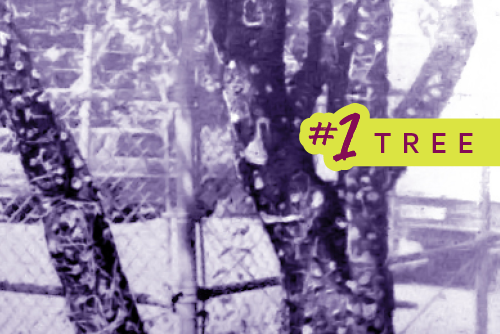 Gum Tree #1: tree trunk with colorful pieces of gum all over it