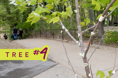 Tree #4; small tree trunk with pieces of gum on it