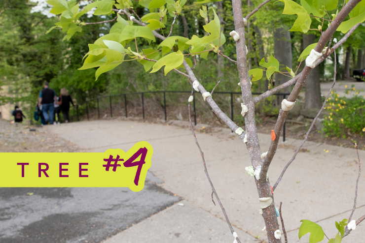 Tree #4; small tree trunk with pieces of gum on it