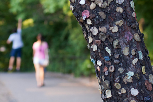 Close up of the gum tree trunk and its brightly colored gum in the foreground with students walking in the background.