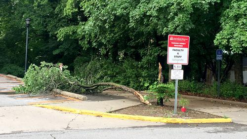Gum Tree 2 is seen toppled to the ground.