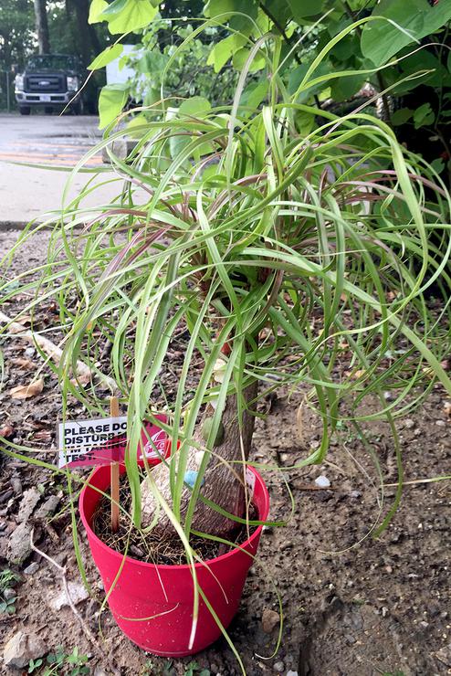 A small plant sits at the site of the Gum Tree.