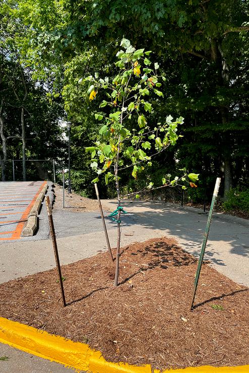 A small Tulip poplar stands at the Gum Tree site.