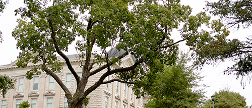 A large tree, known as the Engagement Tree, sits to the west of Academic Hall