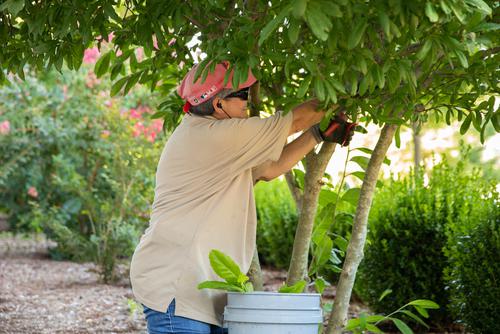 Facilities Management working cutting trees