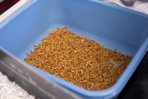 mealworm experiment conclusion