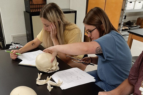 Two girls looking at bones