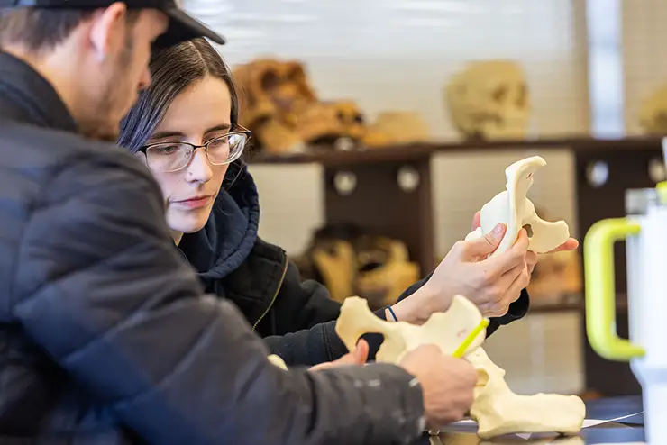 Two Southeast Missouri State University anthropology students analyzing and measuring a set of bones during a lab session.
